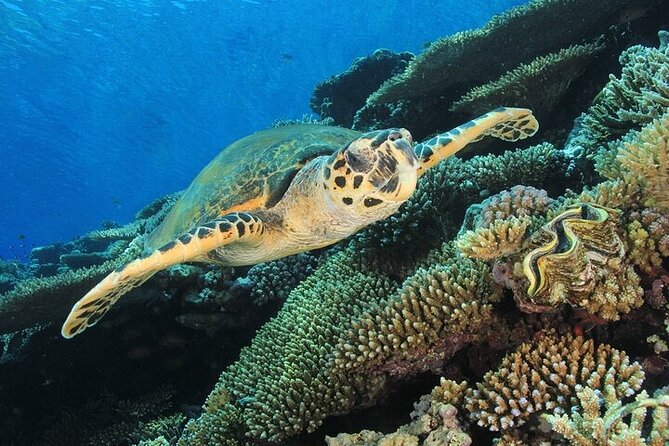 2 Dive Stops Intro Scuba Diving With Lunch & Transfer - Hurghada - Coral reefs and Red Sea marine life