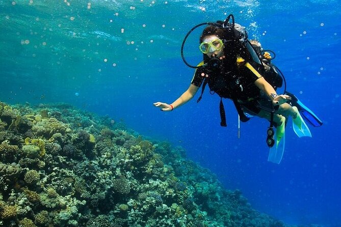 2 Dive Stops Intro Scuba Diving With Lunch & Transfer - Hurghada - Crew care is the strongest reason to book