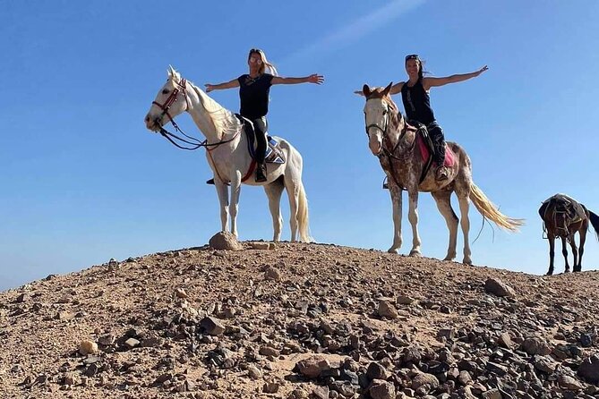 3 Hours Swimming By Horse in Red Sea Riding on the Beach and Dessert - Hurghada - Is $59 a Fair Price?