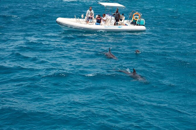 4-Hour Private Speedboat to See Dolphins from Hurghada - Quick points to know before you book