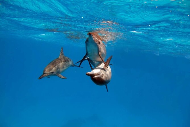 4-Hour Private Speedboat to See Dolphins from Hurghada - Dolphin House and the search for dolphins