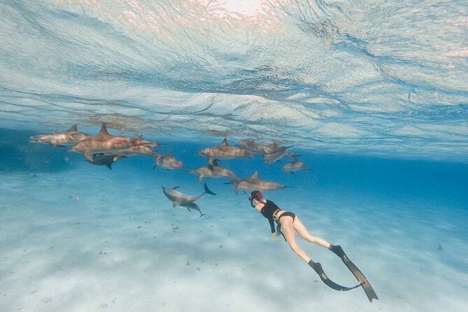 4-Hour Private Speedboat to See Dolphins from Hurghada - What the reviews reveal about the experience