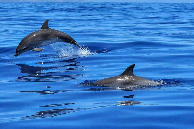 4-Hour Private Speedboat to See Dolphins from Hurghada - El Fanadir brings more underwater variety