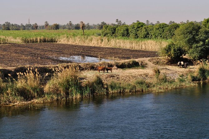 4 Nights Private Guided River Nile Cruise from Luxor to Aswan - The guide is the heart of the experience
