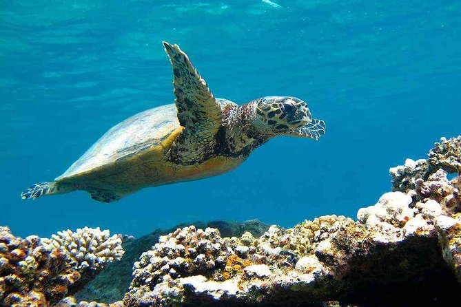 Abu Dabbab over day - Snorkeling in Turtles House - Hurghada - Reaching the white sands of Abu Dabbab
