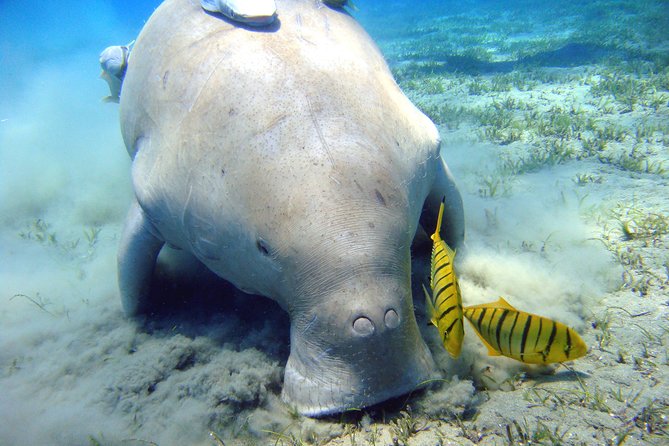 Abu Dabbab over day - Snorkeling in Turtles House - Hurghada - The dugong question: exciting possibility, weak promise