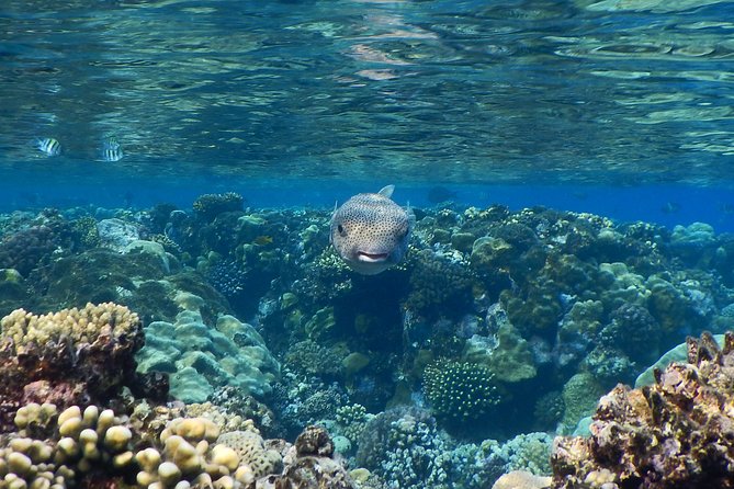 Abu Dabbab over day - Snorkeling in Turtles House - Hurghada - Lunch on the beach and the useful extras
