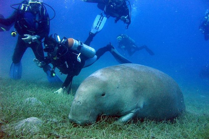 Abu Dabbab over day - Snorkeling in Turtles House - Hurghada - Group size, comfort, and how private is private?