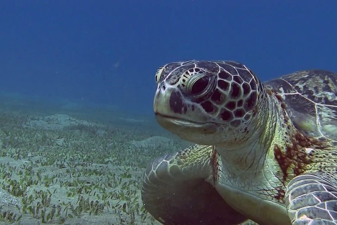 Abu Dabbab over day - Snorkeling in Turtles House - Hurghada - What the $83 price really buys you