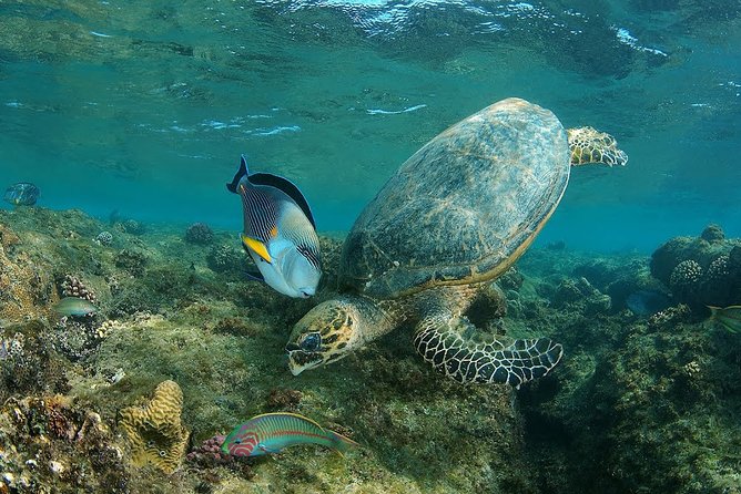 Abu Dabbab over day - Snorkeling in Turtles House - Hurghada - The 4:00 am pickup and long road south