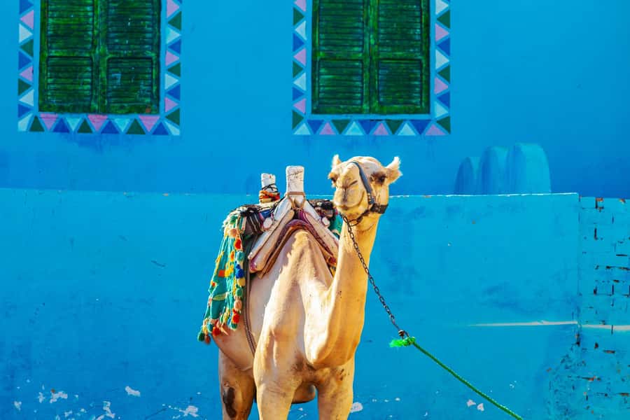 Aswan: Nubian Village Day Trip with Camel Ride - Key points before you book
