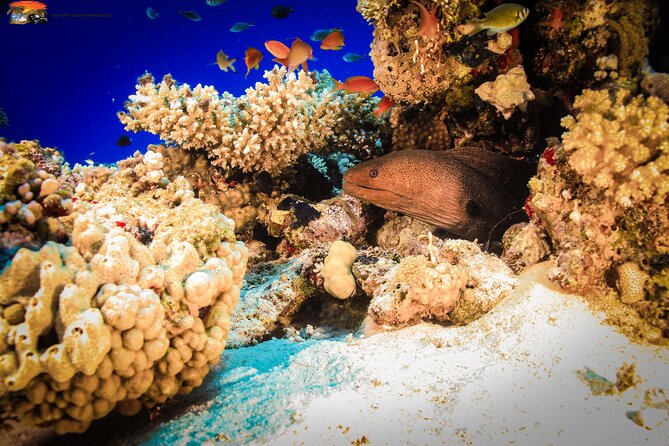 Beginners Scuba Diving Boat Trip With Equipment & lunch -Hurghada - Lunch, coffee, and a day on the boat