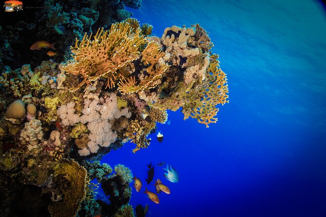 Beginners Scuba Diving Boat Trip With Equipment & lunch -Hurghada - How the crew affects the experience