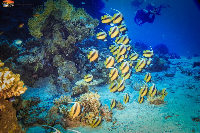 Beginners Scuba Diving Boat Trip With Equipment & lunch -Hurghada - Who will get the most from this trip