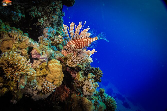 Beginners Scuba Diving Boat Trip With Equipment & lunch -Hurghada - Practical ways to make the day better