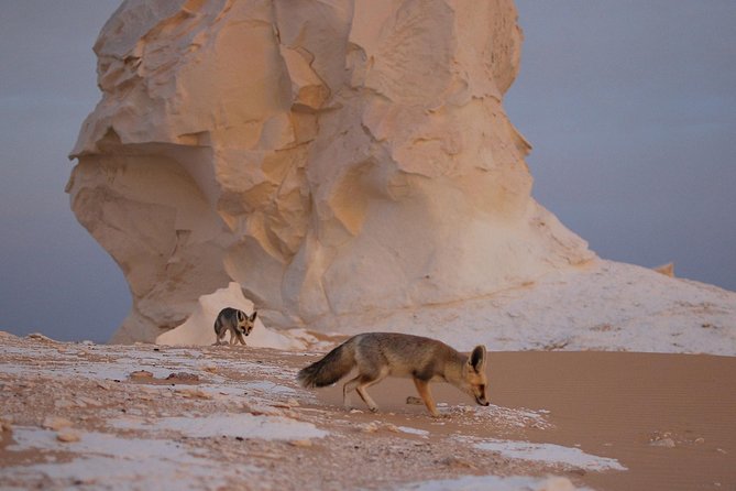 Black and White Desert and Bahariya Oasis Tour 2 Days 1 Night - Lunch and the first look at Bahariya Oasis