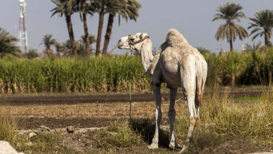 Cairo: Fayoum, Wadi El Rayan, and Wadi al Hitan 4x4 Tour - Lunch in the Middle of the Quiet