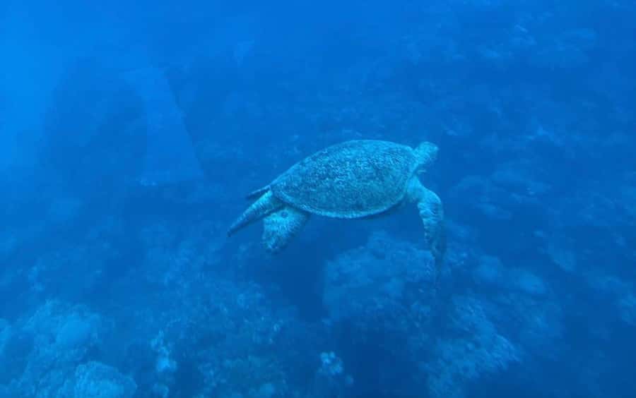 Cairo: Luxury Snorkeling Cruise & lunch with optional pickup - Lunch on board, with a practical catch