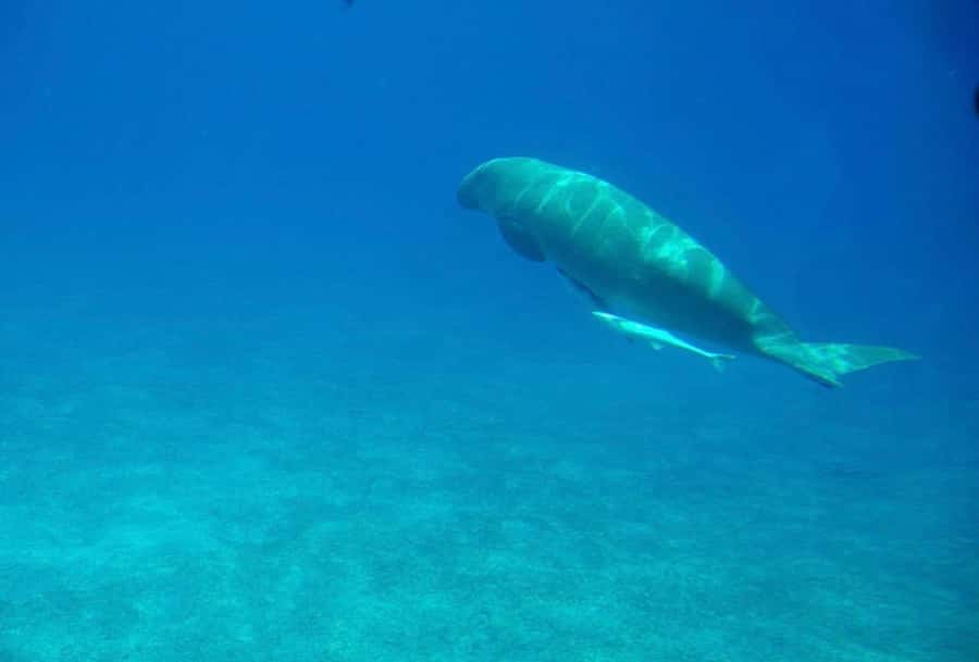 Dahab: luxury Snorkeling cruise with buffet lunch - How Much Value Do You Get for $40?