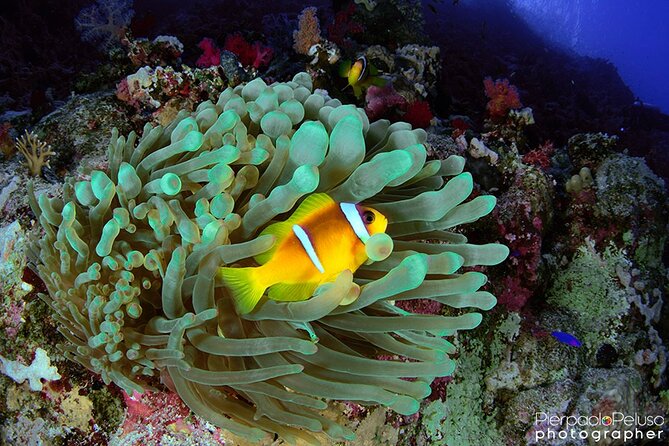 Discover Scuba Diving Sharm El Sheikh - What the $80 experience is really offering