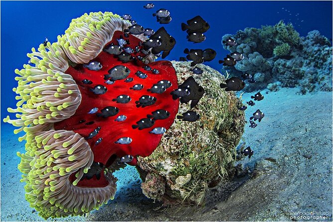 Discover Scuba Diving Sharm El Sheikh - Twenty-five minutes among Red Sea fish and coral
