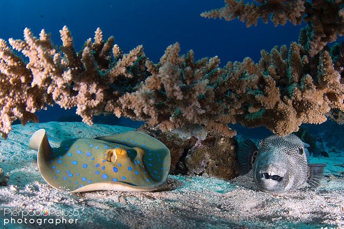 Discover Scuba Diving Sharm El Sheikh - Food, drinks, and the long middle of the day