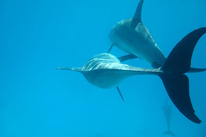 Dolphin house - Key Points Before You Book