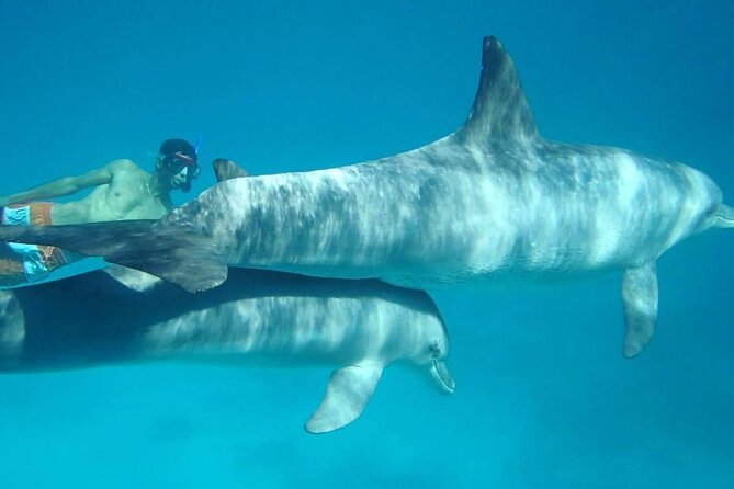 Dolphin house - Group Size, Comfort, and Seasickness