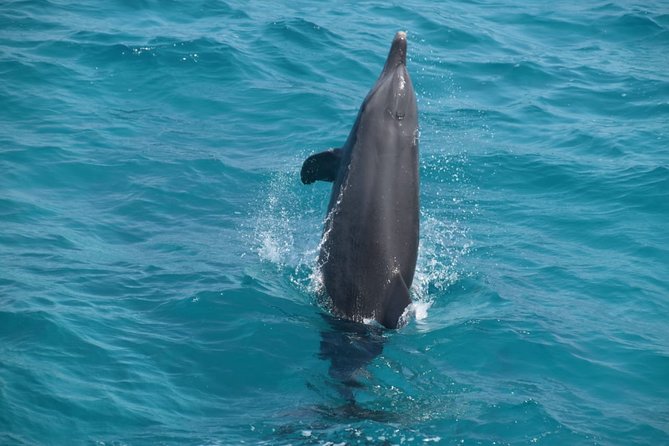 Dolphin House and Banana Boat Fun from Hurghada - Lunch, drinks, and life on the boat