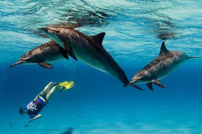 Dolphin House By Private Speed Boat & Drinks & Transfer-Hurghada - Snorkeling over Red Sea coral