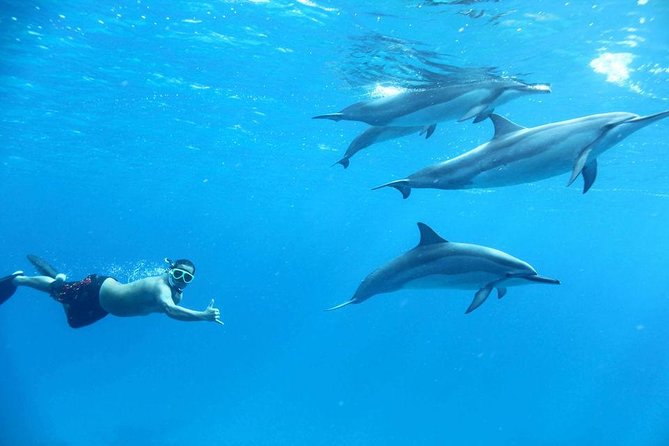 Dolphin House By Private Speed Boat & Drinks & Transfer-Hurghada - Families, couples, and small groups