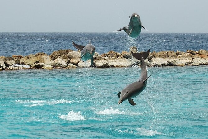 Dolphin House By Private Speed Boat & Drinks & Transfer-Hurghada - Service quality and the boat condition