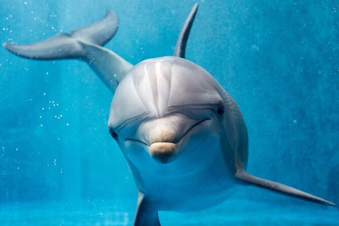 Dolphin House By Private Speed Boat & Drinks & Transfer-Hurghada - A private speedboat instead of a large excursion boat