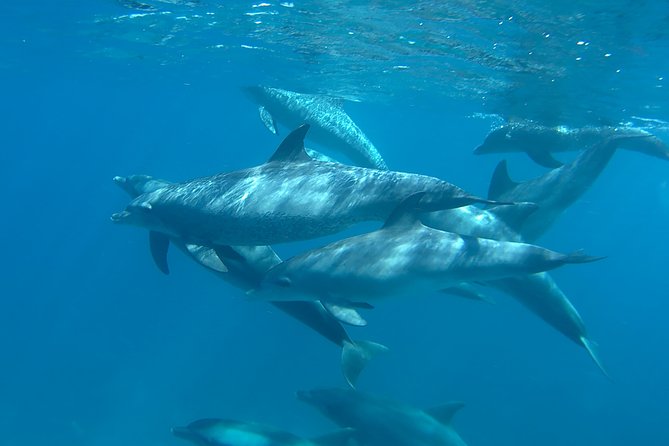 Dolphin House Royal sea Trip Luxury Boat With Transfer - Hurghada - First Snorkeling Stop at the Coral Reefs