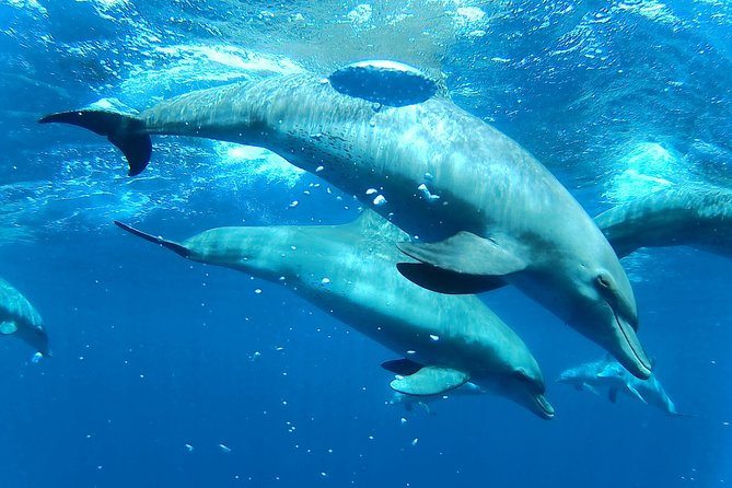 Dolphin House Royal sea Trip Luxury Boat With Transfer - Hurghada - Buffet Lunch, Drinks, and a Break from the Water