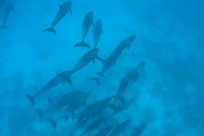 Dolphin House Royal sea Trip Luxury Boat With Transfer - Hurghada - Twenty Minutes of Banana and Quadra Fun
