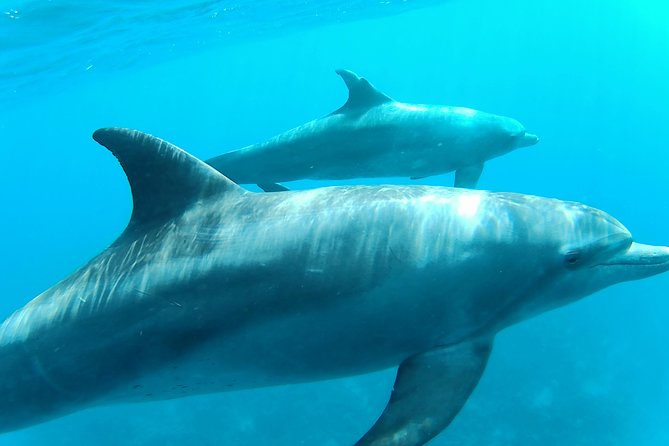 Dolphin House Royal sea Trip Luxury Boat With Transfer - Hurghada - Dolphin House and the Wild-Dolphin Question