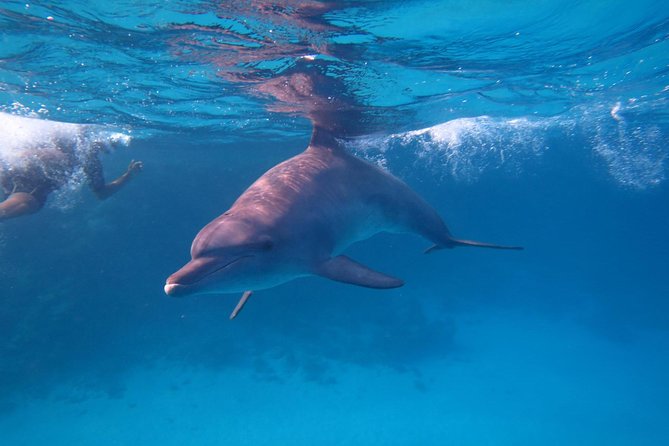 Dolphin House Royal Sea Trip Water Sports W/Transfer - HURGHADA - What this Hurghada sea trip is really like