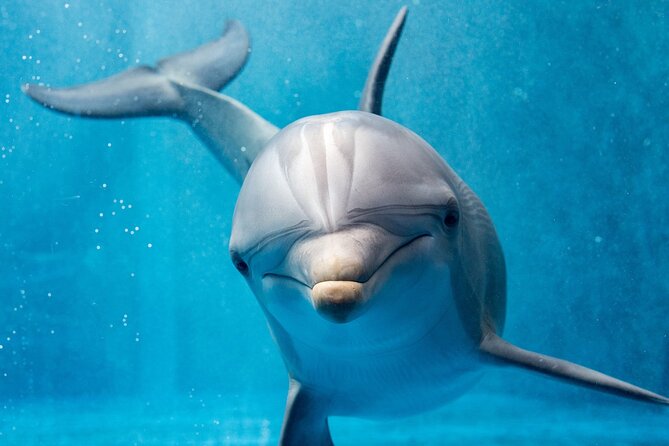 Dolphin House Royal Sea Trip Water Sports W/Transfer - HURGHADA - Leaving Hurghada with pickup included