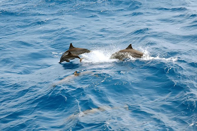 Dolphin House Royal VIP Special Day Snorkeling Sea Trip With Lunch - Hurghada - Leaving Hurghada Marina at 8:00 a.m.