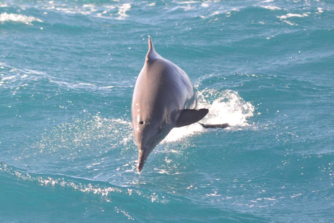 Dolphin House Royal VIP Special Day Snorkeling Sea Trip With Lunch - Hurghada - Timing, Equipment, and What to Bring