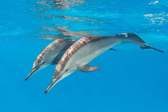 Dolphin House Samadai Reef Boat Snorkeling Trip from Marsa Alam - First swim at Dolphin House