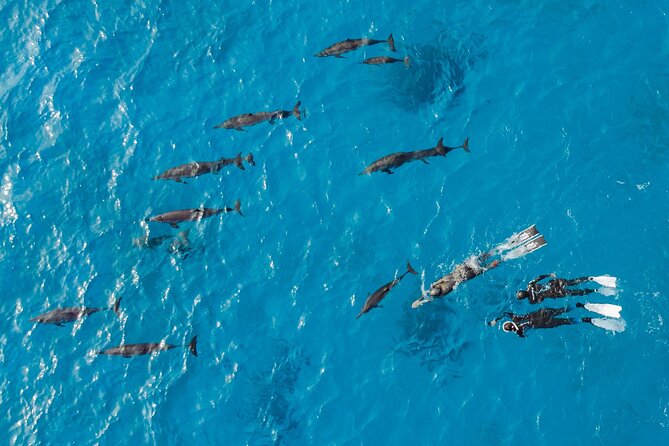 Dolphin House Samadai Reef Boat Snorkeling Trip from Marsa Alam - Guides, safety, and the dolphin code