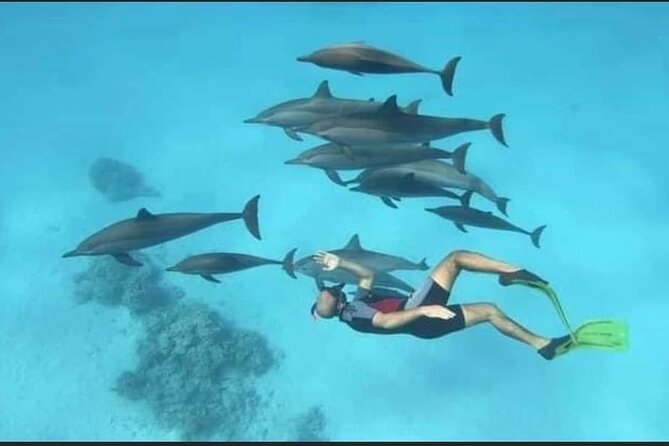 Dolphin House Snorkel & Water Fun Activity with Lunch - Hurghada - Setting out from Hurghada at 8:00 am