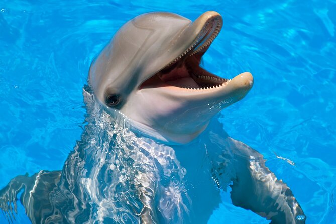 Dolphin House Snorkel & Water Fun Activity with Lunch - Hurghada - Lunch, drinks, and a full day on board