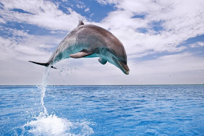Dolphin House Snorkel & Water Fun Activity with Lunch - Hurghada - Water sports keep the program moving