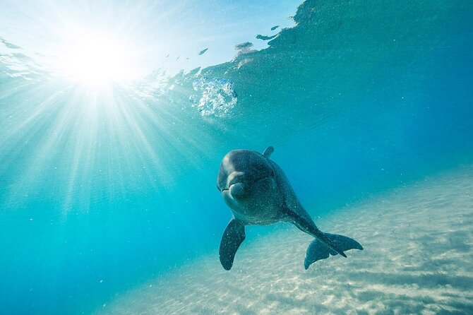 Dolphin House Snorkel & Water Fun Activity with Lunch - Hurghada - The mood: cheerful, active, and not private