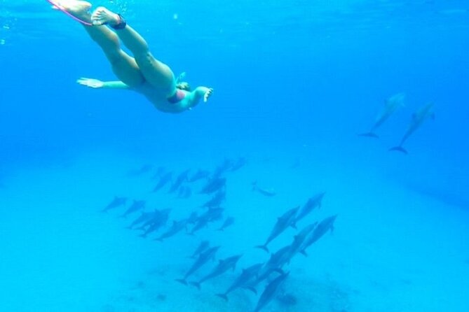Dolphin House Snorkeling Sea Trip, Water Sport , Lunch - Hurghada - Lunch, coffee, tea, and drinks