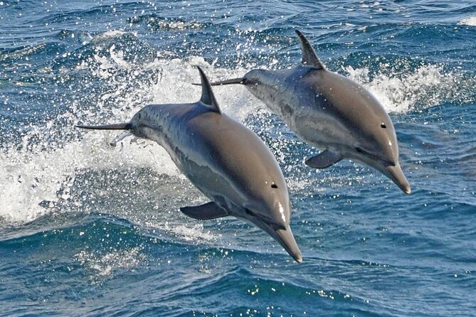 Dolphin House Snorkeling Sea Trip, Water Sport , Lunch - Hurghada - The first snorkeling stop