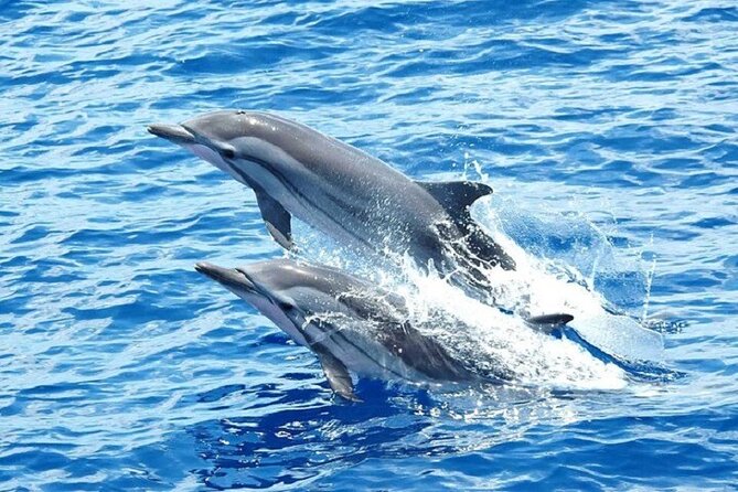 Dolphin House Snorkeling Trip + Water Sport With Lunch - Hurghada - A second coral reef snorkeling stop